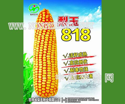 梨玉818玉米种子